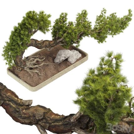 3dline - Bonsai Tree 229 0