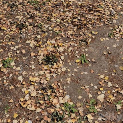 3dline - Leaf_Earth 3 0