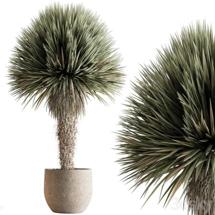 3dline - Outdoor Plants 577 – Yuka Tree 0