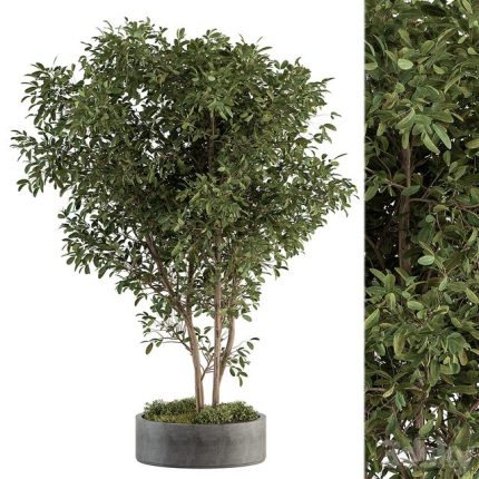 3dline - Outdoor plant set 405- Concrete potted plant set 0