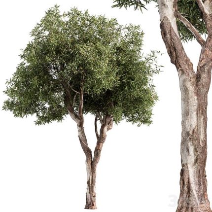 3dline - RedGum Tree – Tree Set 216 0