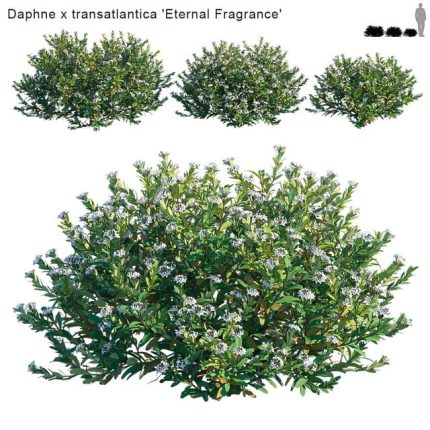 Daphne x transatlantica Eternal Fragrance 0