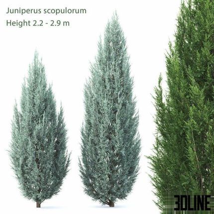 Juniperus 0(3dline.net)