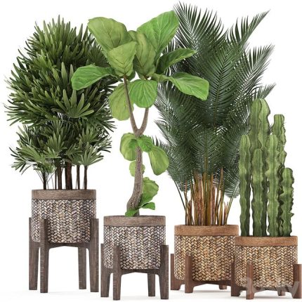 Plant collection 337 0