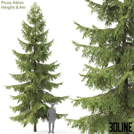 Spruce 8,4m 0(3dline.net)