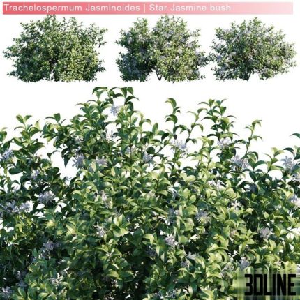 Trachelospermum Jasminoides Star jasmine bush 0(3dline.net)