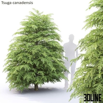 Tsuga Canadian Tsuga canadensis # 1 0(3dline.net)