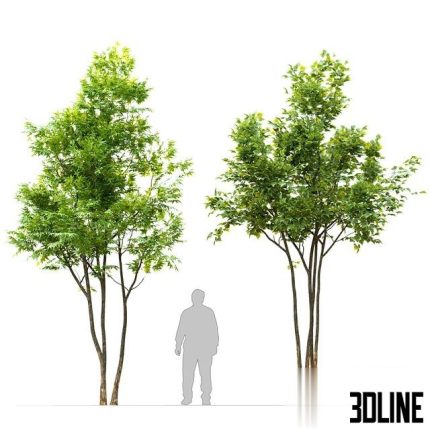 Two maple tree 0(3dline.net)