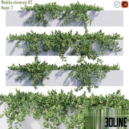 Wedelia Chinensis 2 0(3dline.net)