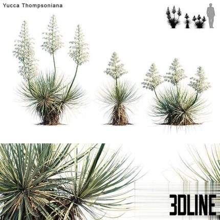 Yucca Thompsoniana Beaked yucca flower 0(3dline.net)