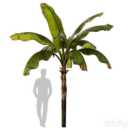 banana palm0