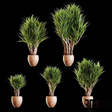 A set of Yucc flowers 0(3dline.net)