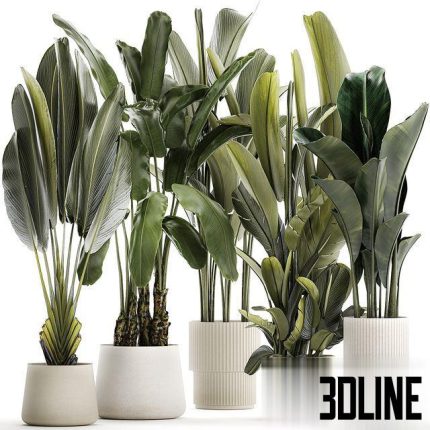 A set of exotic bushes of plants in a flower pot Ravenala, Strelittia, Banana palm. Collection 1330 0(3dline.net)