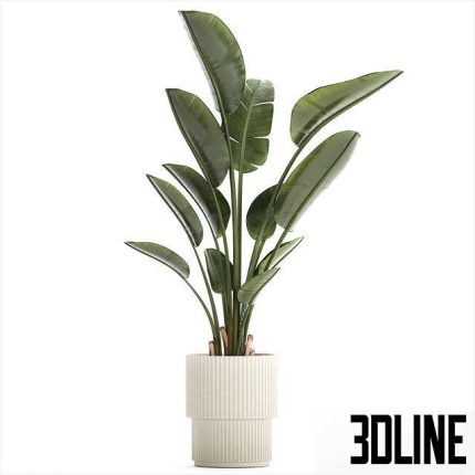 Beautiful exotic plant in a flower pot 1252 0(3dline.net)