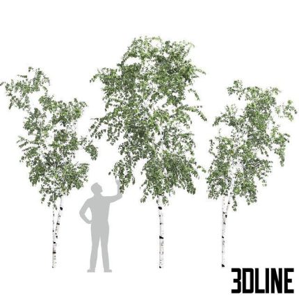 Birch tree set 9 0(3dline.net)