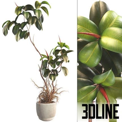 Bonsai Jungle Ficus Elastica Rubber Tree 339 0(3dline.net)
