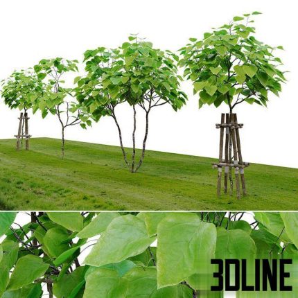 Catalpa tree 0(3dline.net)
