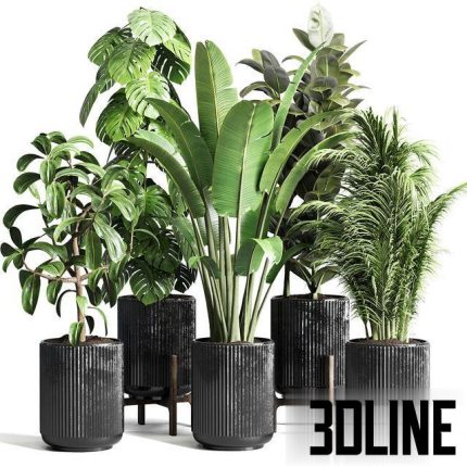 Collection indoor plant 110 0(3dline.net)