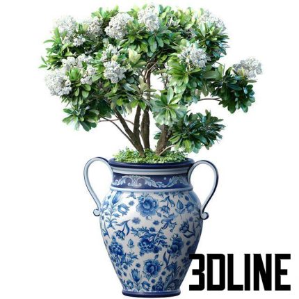 Decorative blooming garden tree with white Plumeria flowers in a vase 0(3dline.net)