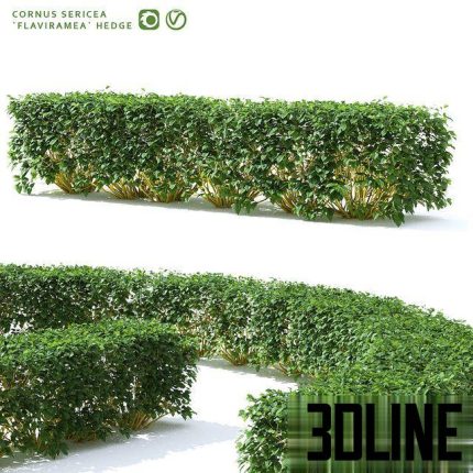 Derain hedge Cornus sericea Flaviramea 0(3dline.net)