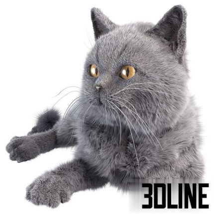 Gray Cat 0(3dline.net)