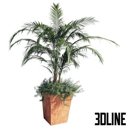 Kentia palm 0(3dline.net)