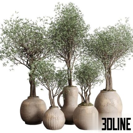 Olive tree in an old earthenware vase indoor collection 182 0(3dline.net)