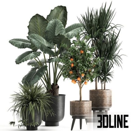 Plant collection 1002 0(3dline.net)