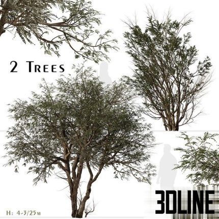 Set of Ghaf Tree (Prosopis cineraria) (2 Trees) 0(3dline.net)