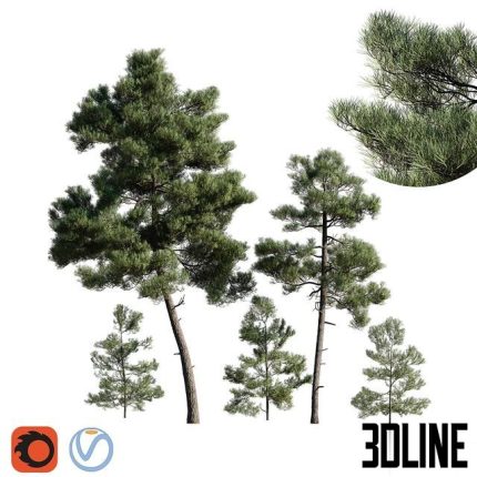 Turkish Pine (Calabrian) Pinus brutia Set 0(3dline.net)