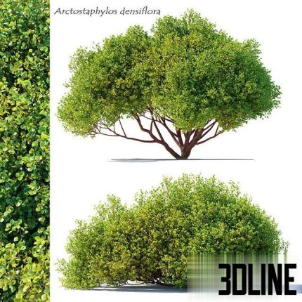 Arctostaphylos densiflora 0(3dline.net)