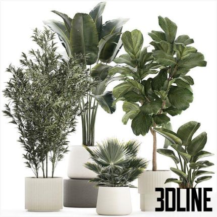 Banana palm and Ficus lyrata in a pot with bamboo bush. Plant collection 1299 0(3dline.net)