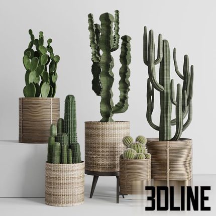Cactus in basket (1)(3dline.net)