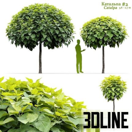 Catalpa #2 0(3dline.net)