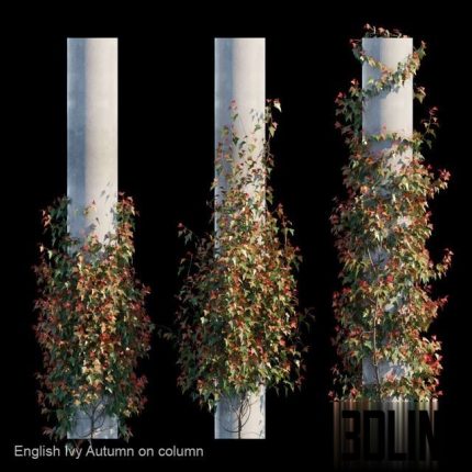 English Ivy Autumn on column 0(3dline.net)
