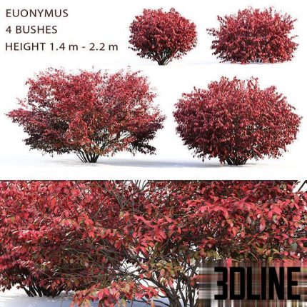 Euonymus bush (1.4 m to 2.4 m) 0(3dline.net)