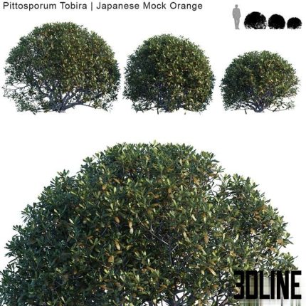 Pittosporum Tobira Japanese Mock Orange bush 0(3dline.net)