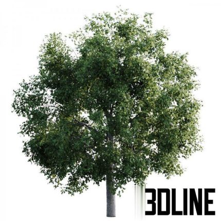 Elm tree 14m 0(3dline.net)
