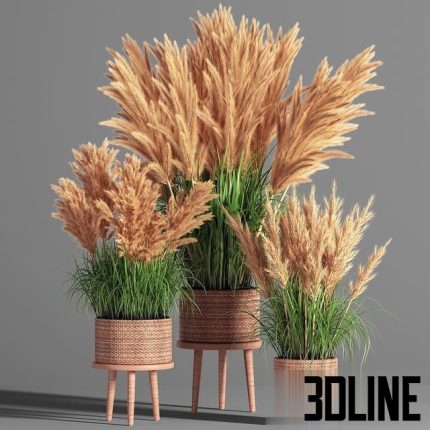 Indoor_Plant_Set_49 (pampas) 0(3dline.net)