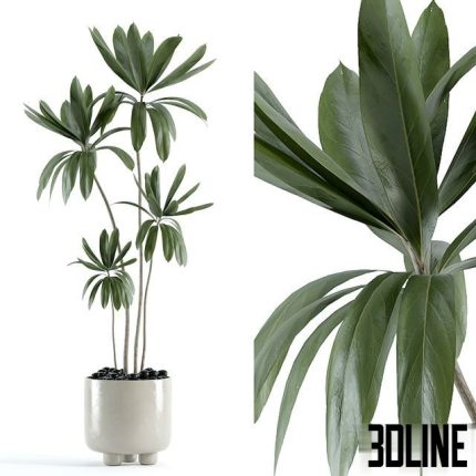 indoor plant 145 0(3dline.net)