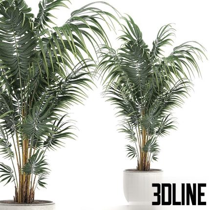 Beautiful decorative lush indoor palm tree(3dline.net)