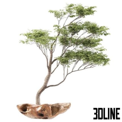 Bonsai 5 0(3dline.net)