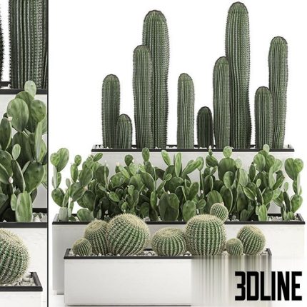 Collection of cacti in white pots Set 578 0(3dline.net)