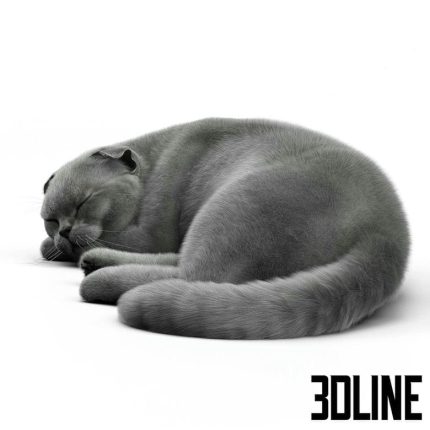 Grey sleeping Cat(3dline.net)
