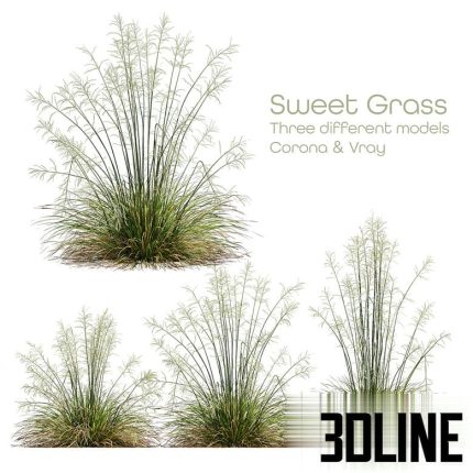 HQ Plants Stipa arundinacea Sweet Grass(3dline.net)