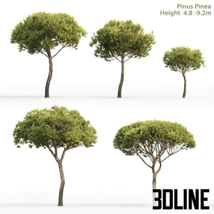 Pine 4.8-9(3dline.net)