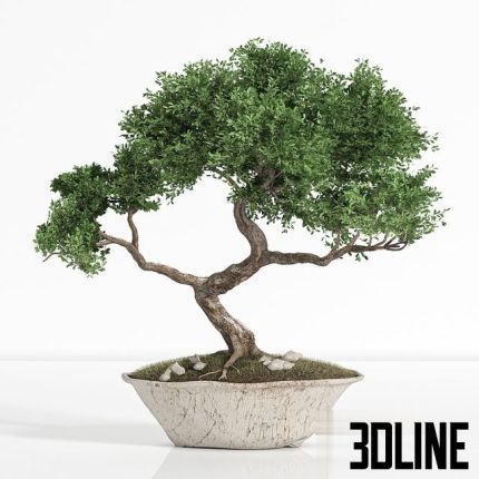 Plant bonsai02 0(3dline.net)