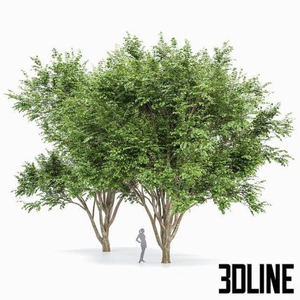 European Beech 2 Trees 0(3dline.net)