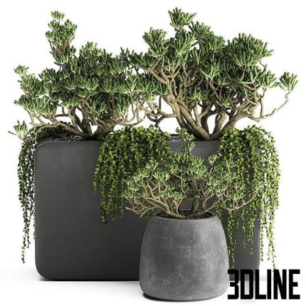 Plant collection 811 0(3dline.net)