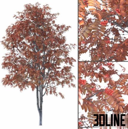 Rowan(3dline.net)